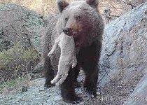 Медведь и козерог. Хищник и жертва