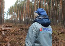Красноярские активисты ОНФ выявили незаконные вырубки в Есаульском бору